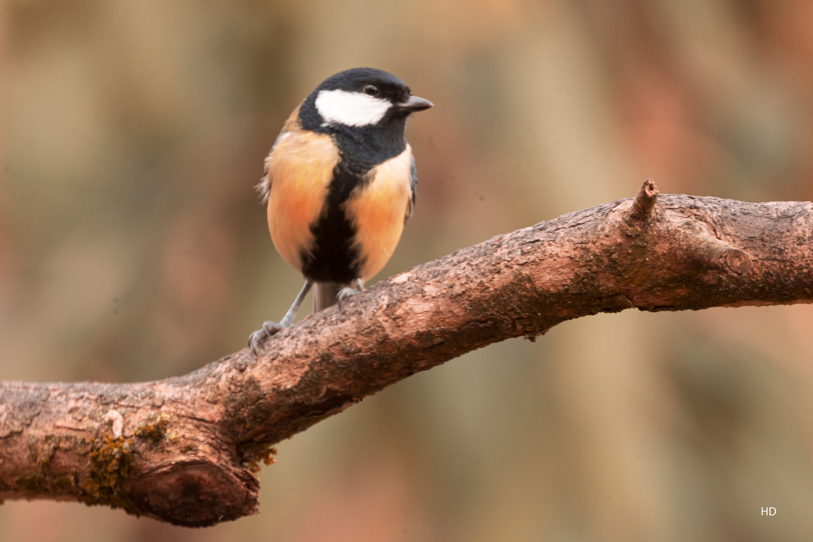 Kohlmeise (Parus major)