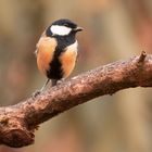 Kohlmeise (Parus major)