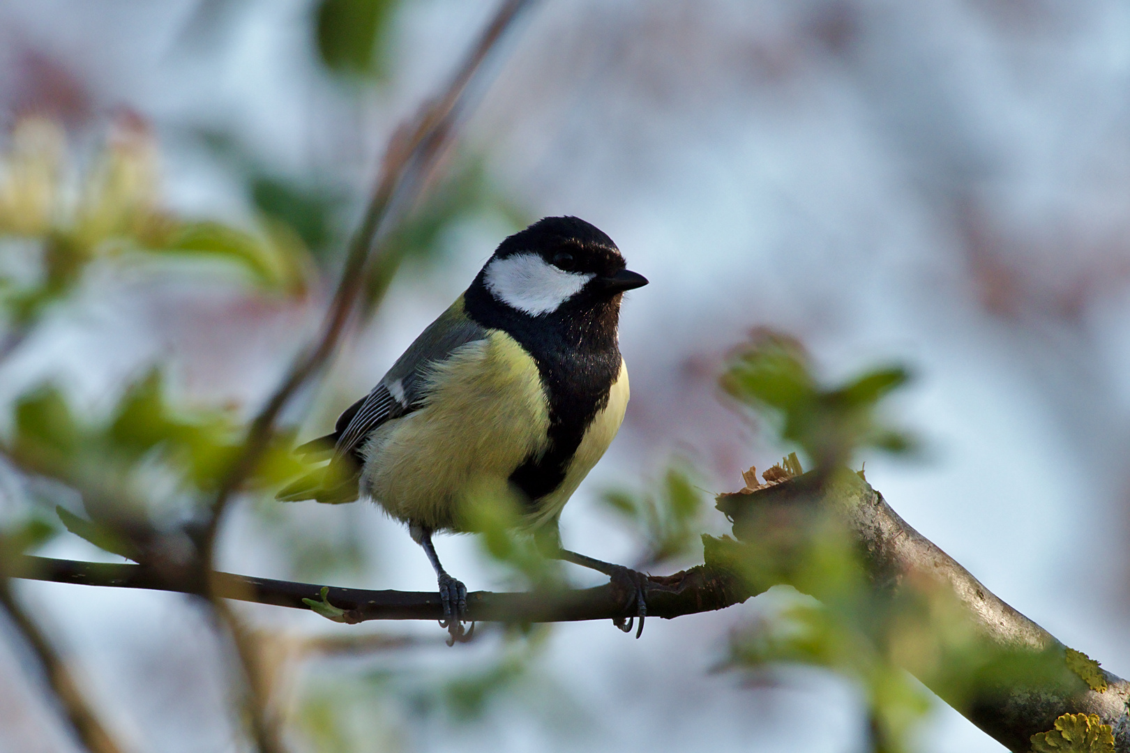 Kohlmeise (Parus major)