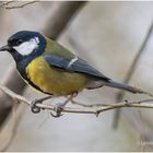 kohlmeise (parus major) ...