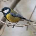 kohlmeise (parus major) ...