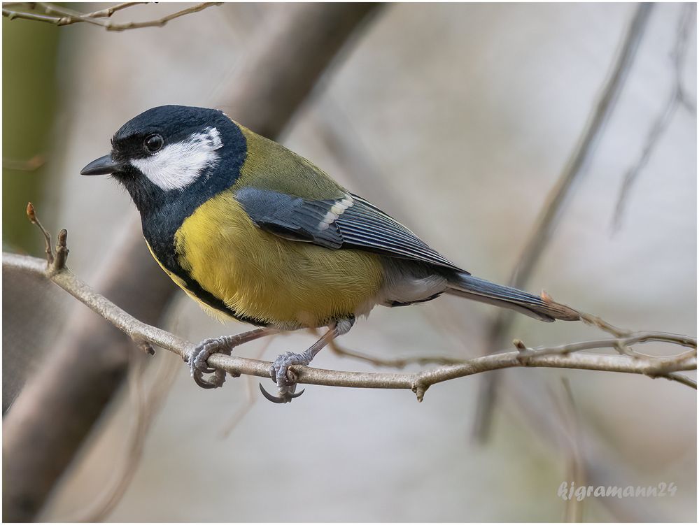 kohlmeise (parus major) ...