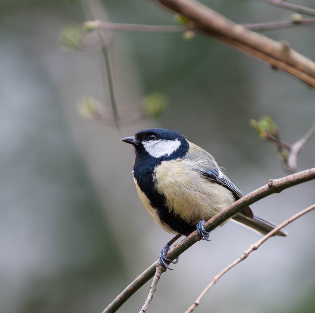 Kohlmeise,, Parus major