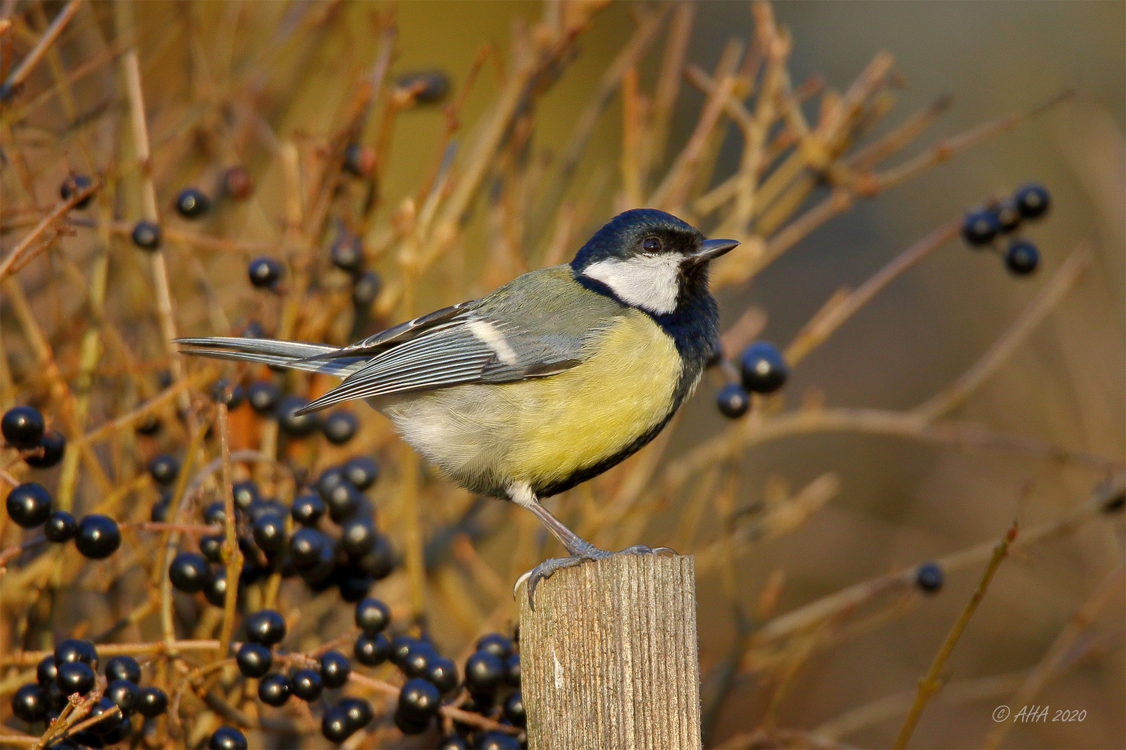 Kohlmeise (Parus major)