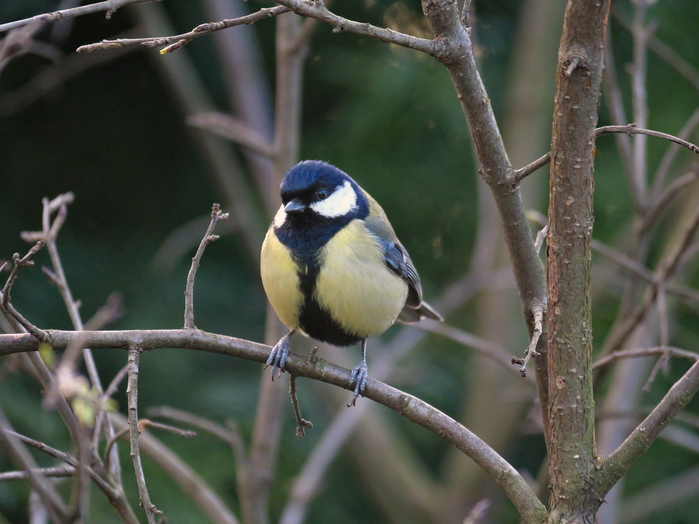 Kohlmeise (Parus major)