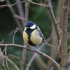 Kohlmeise (Parus major)