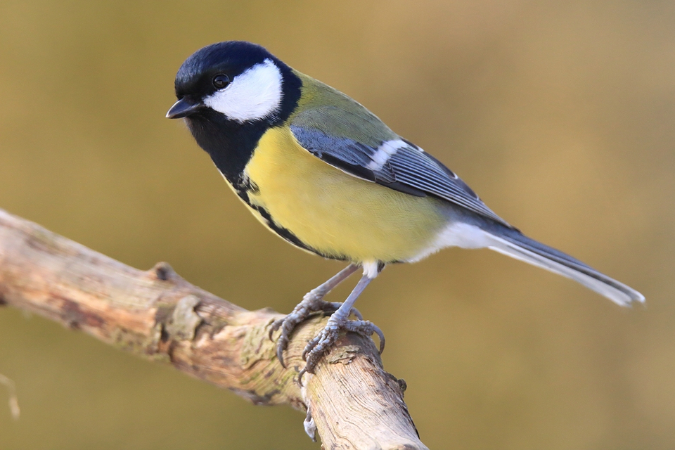 Kohlmeise - Parus major