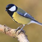 Kohlmeise - Parus major