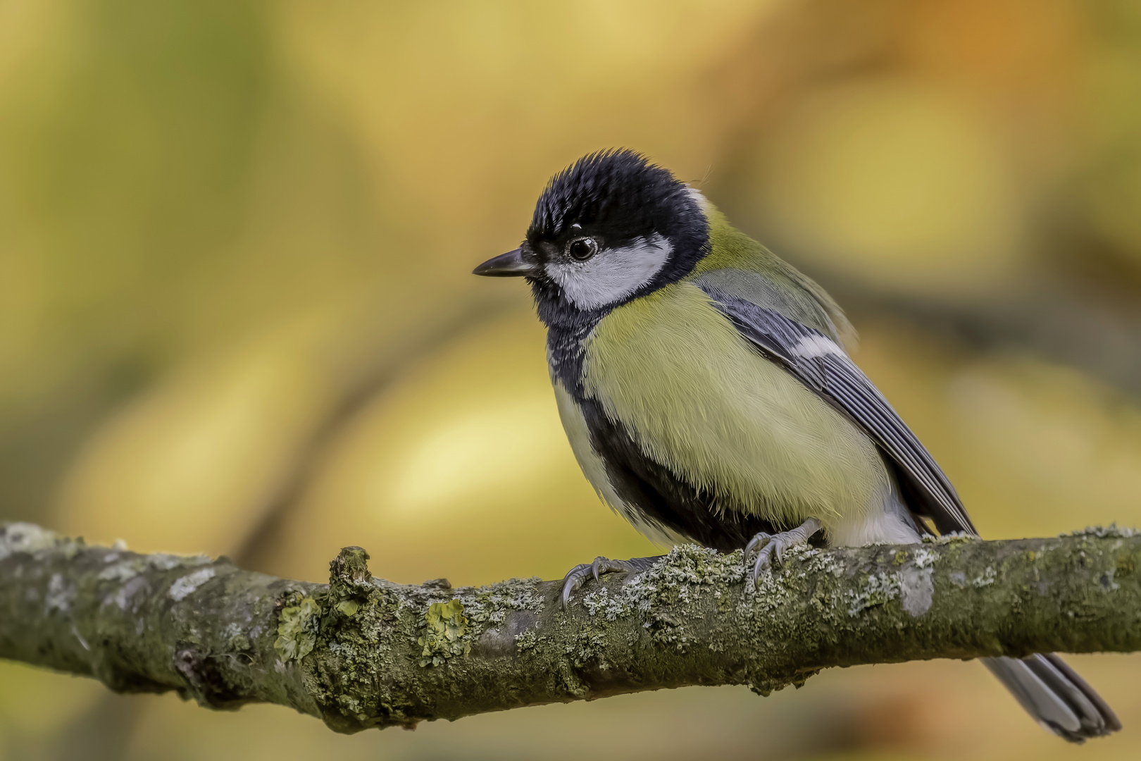 Kohlmeise (Parus major)