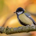 Kohlmeise (Parus major)