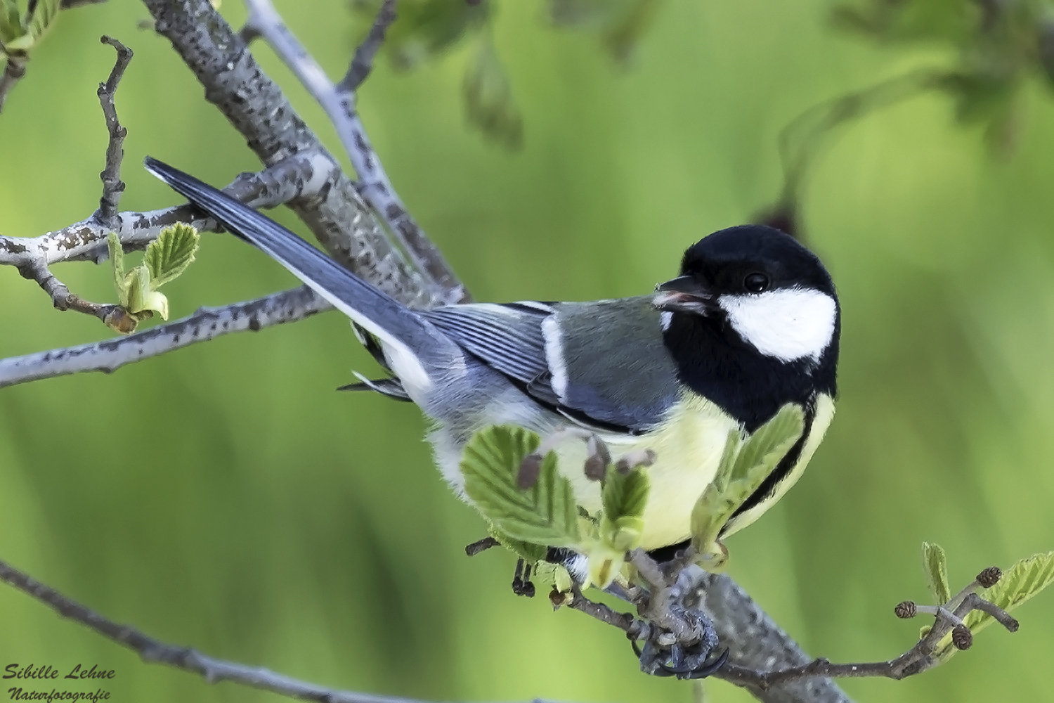 Kohlmeise (Parus major)