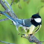 Kohlmeise (Parus major)