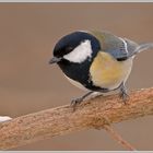 Kohlmeise (Parus major)