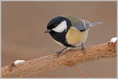 Kohlmeise (Parus major)