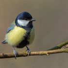 Kohlmeise (Parus major) 2