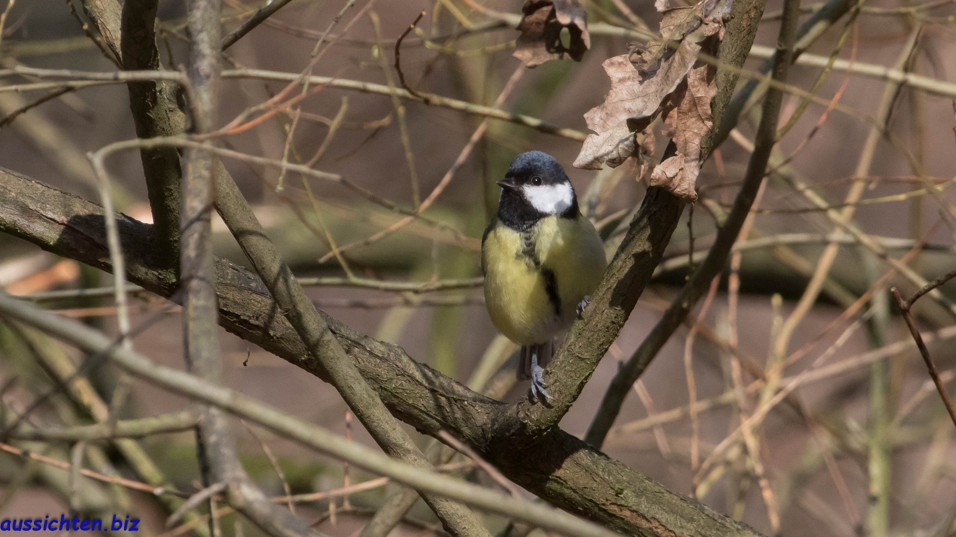 Kohlmeise - Parus major-2019-03-22-006