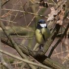 Kohlmeise - Parus major-2019-03-22-006