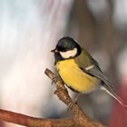 Kohlmeise - Parus major