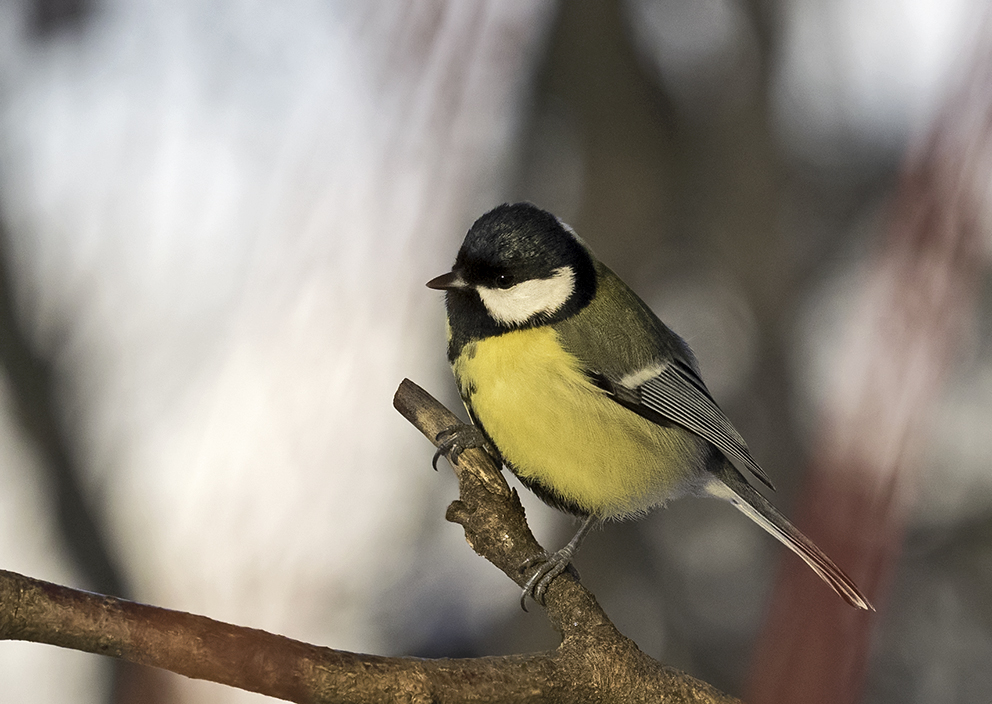 Kohlmeise - Parus major