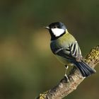 Kohlmeise (Parus major) 