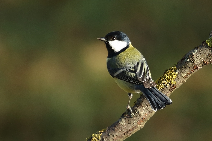 Kohlmeise (Parus major) 