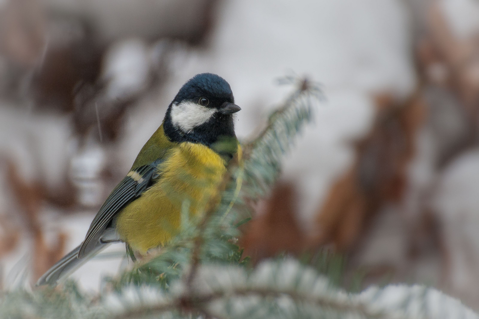 Kohlmeise (Parus major)