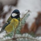 Kohlmeise (Parus major)