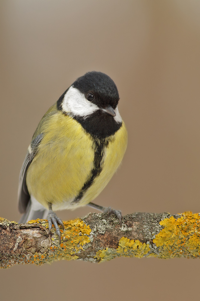 Kohlmeise parus major