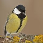 Kohlmeise parus major