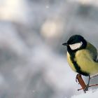 Kohlmeise (Parus major)