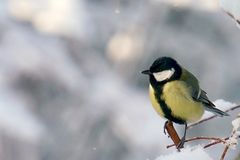 Kohlmeise (Parus major)