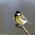 --- Kohlmeise ---  ( Parus major )