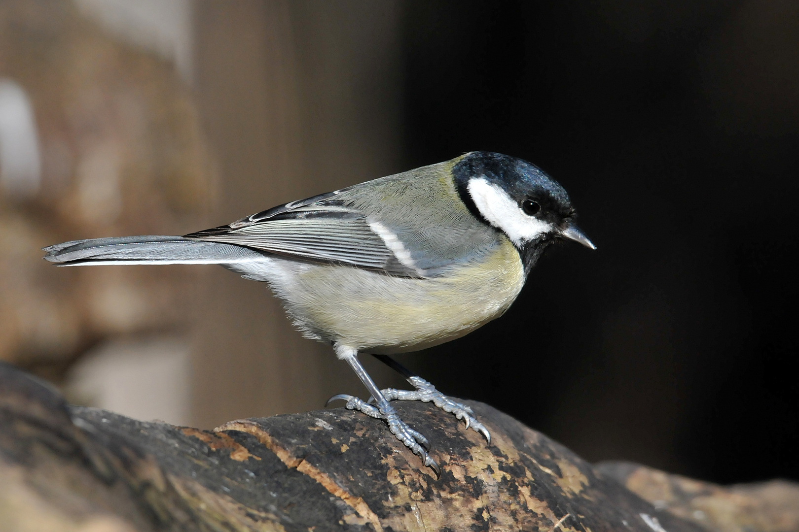 Kohlmeise (Parus major)