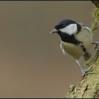 Kohlmeise (Parus major)