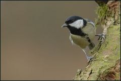 Kohlmeise (Parus major)