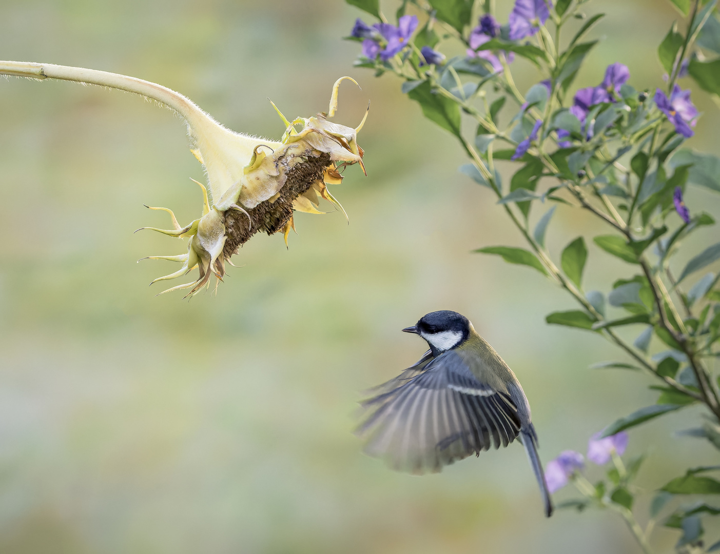 Kohlmeise (Parus major) 