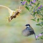 Kohlmeise (Parus major) 