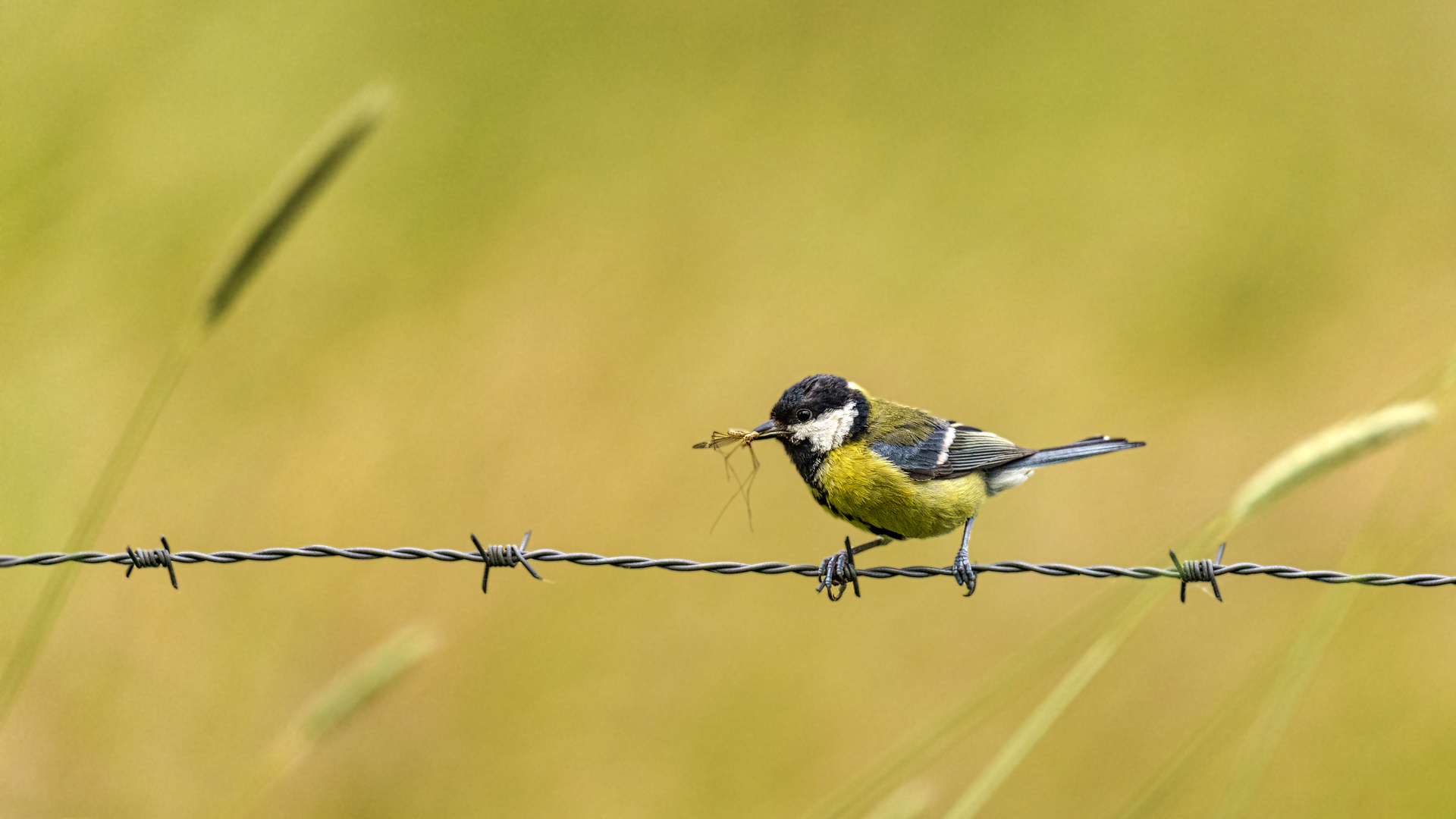 Kohlmeise (Parus major)