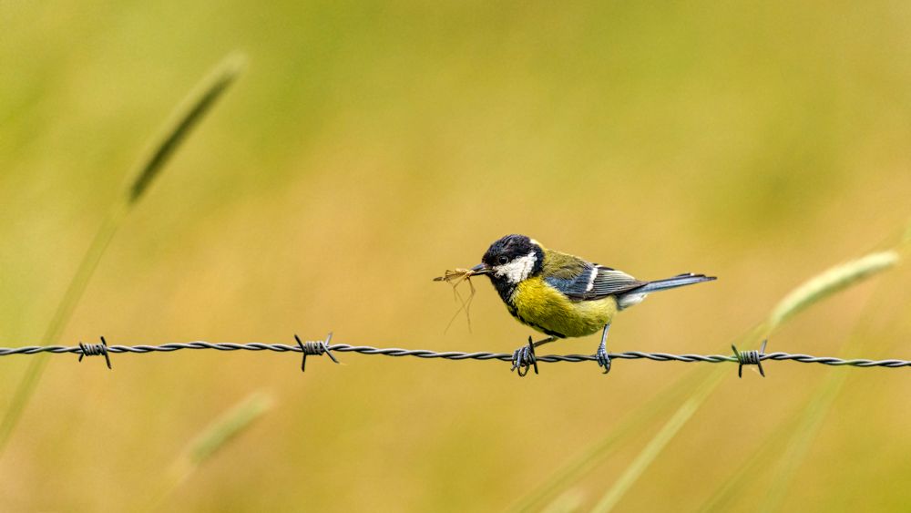 Kohlmeise (Parus major)