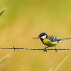 Kohlmeise (Parus major)