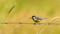 Kohlmeise (Parus major)