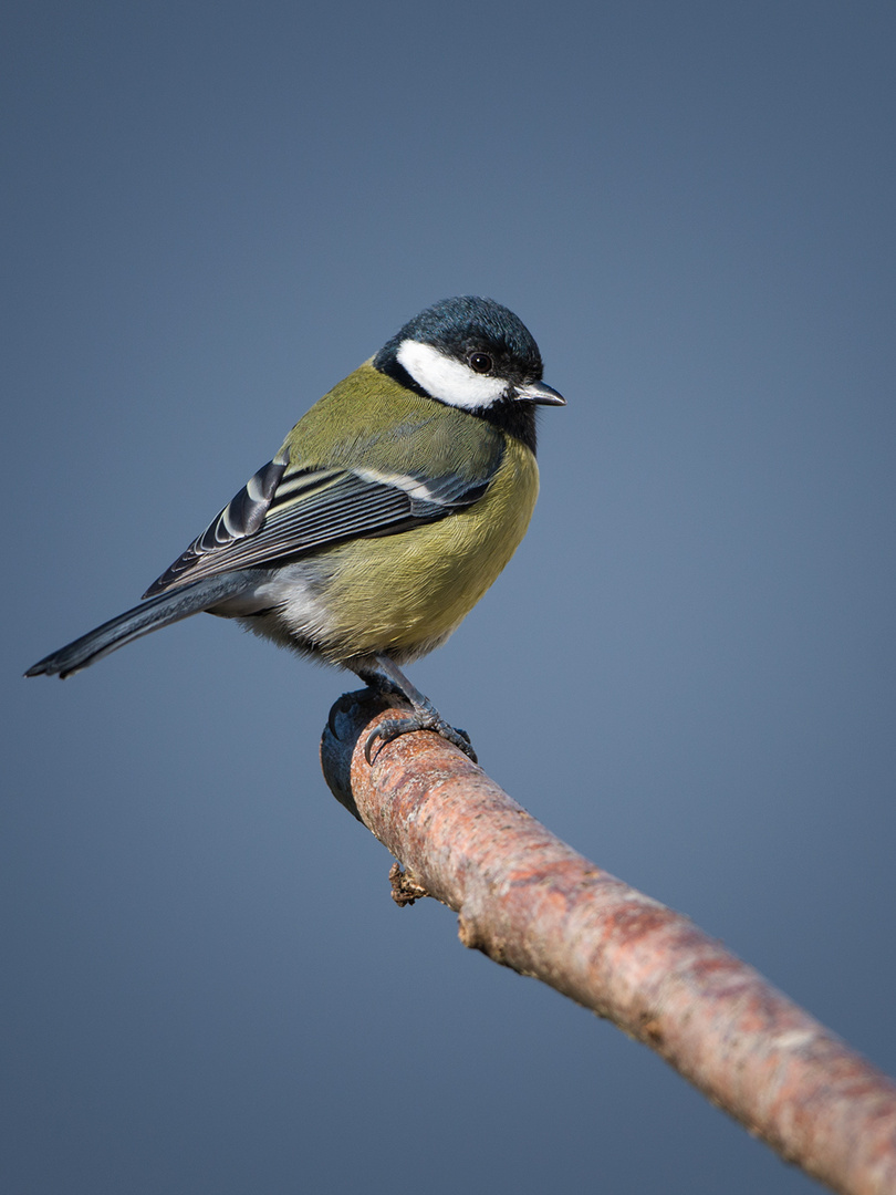 Kohlmeise (Parus major)