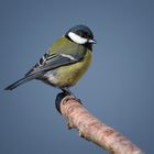 Kohlmeise (Parus major)