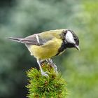 Kohlmeise (Parus major)