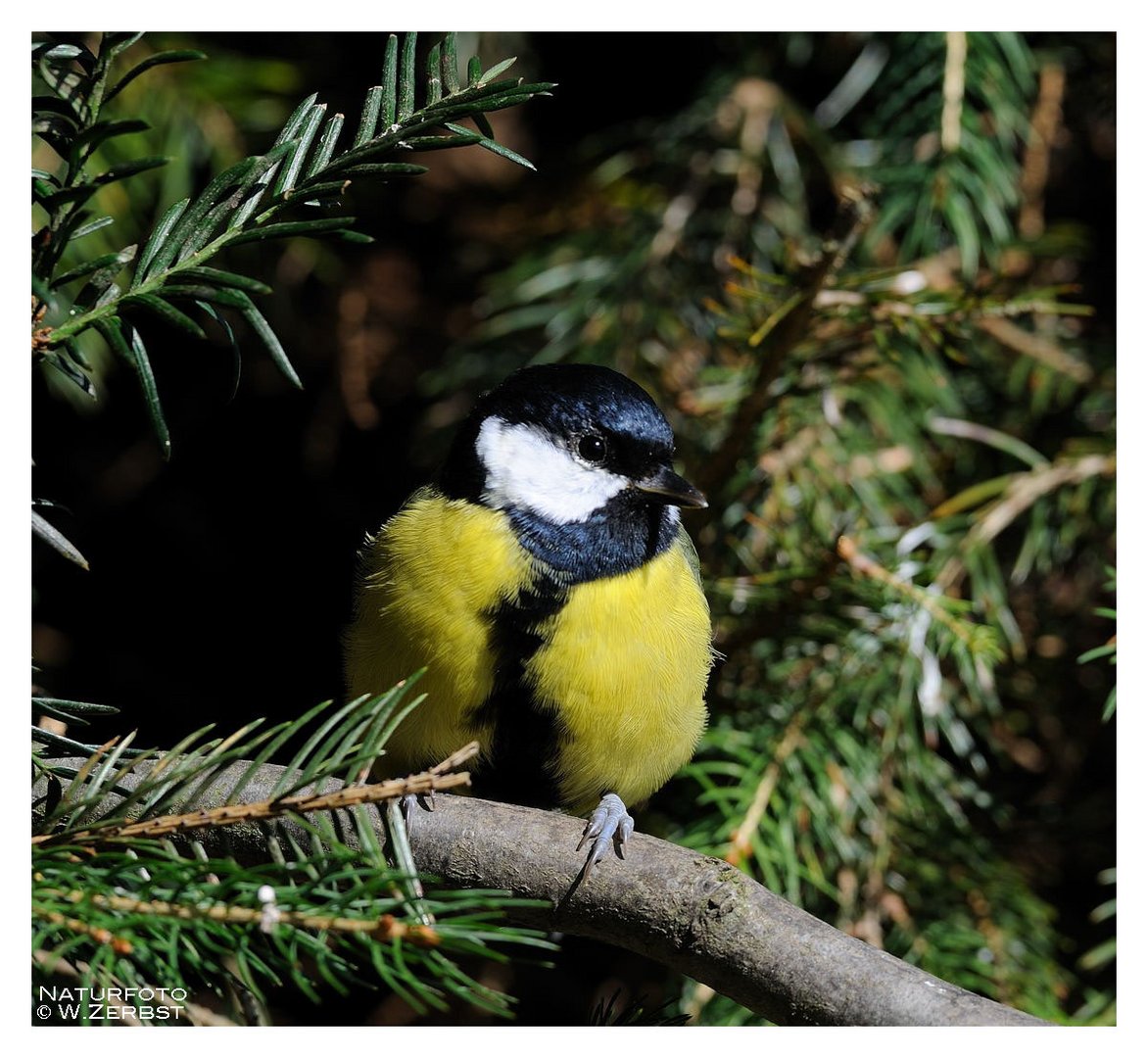 -- Kohlmeise -- ( Parus major )