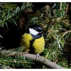 -- Kohlmeise -- ( Parus major )