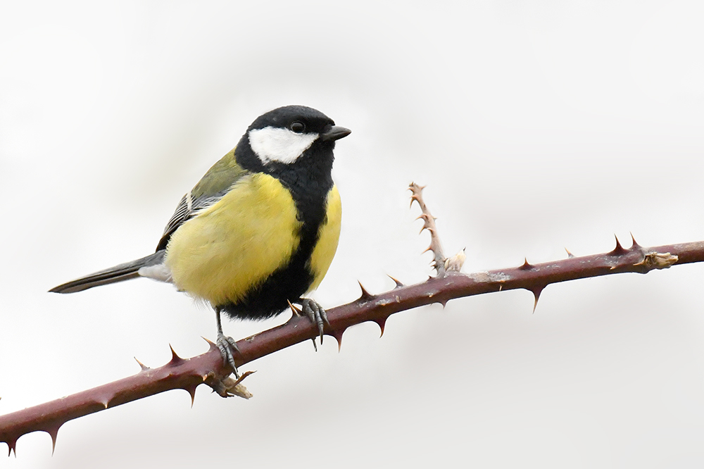 Kohlmeise (parus major)