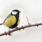 Kohlmeise (parus major)