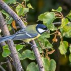 Kohlmeise (Parus major)