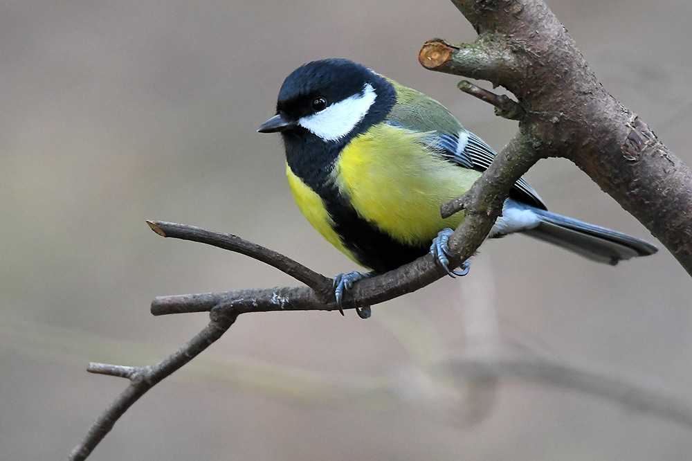 Kohlmeise (Parus major)